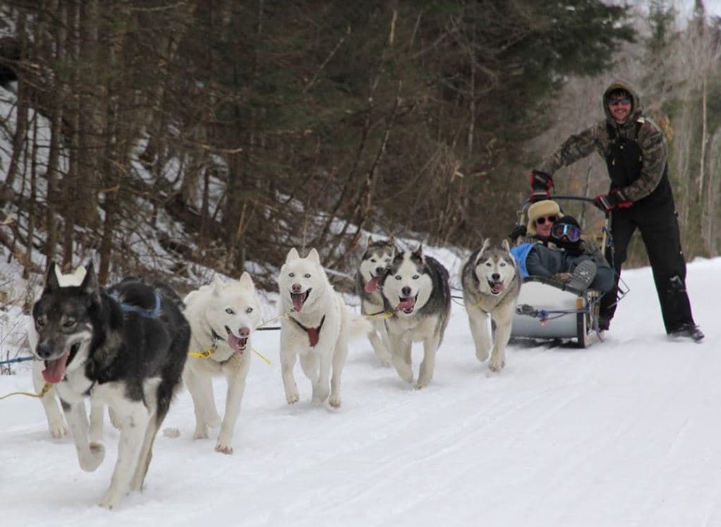 Dog Sledding with Real Alaskan Huskies | Winter Adventure in Jackson NH